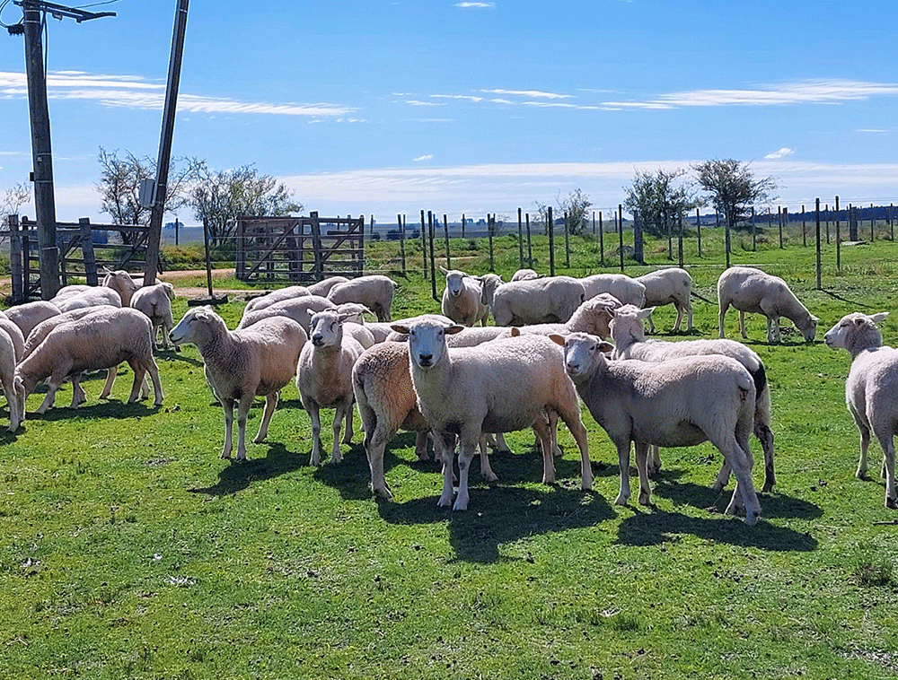 Lote-de-borregas-Highlander-puras