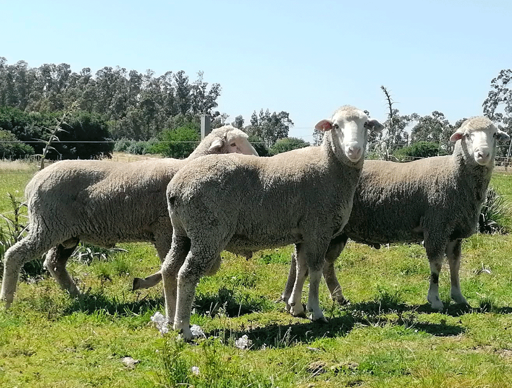 Lote-de-carneros-Merino-Dohne-1