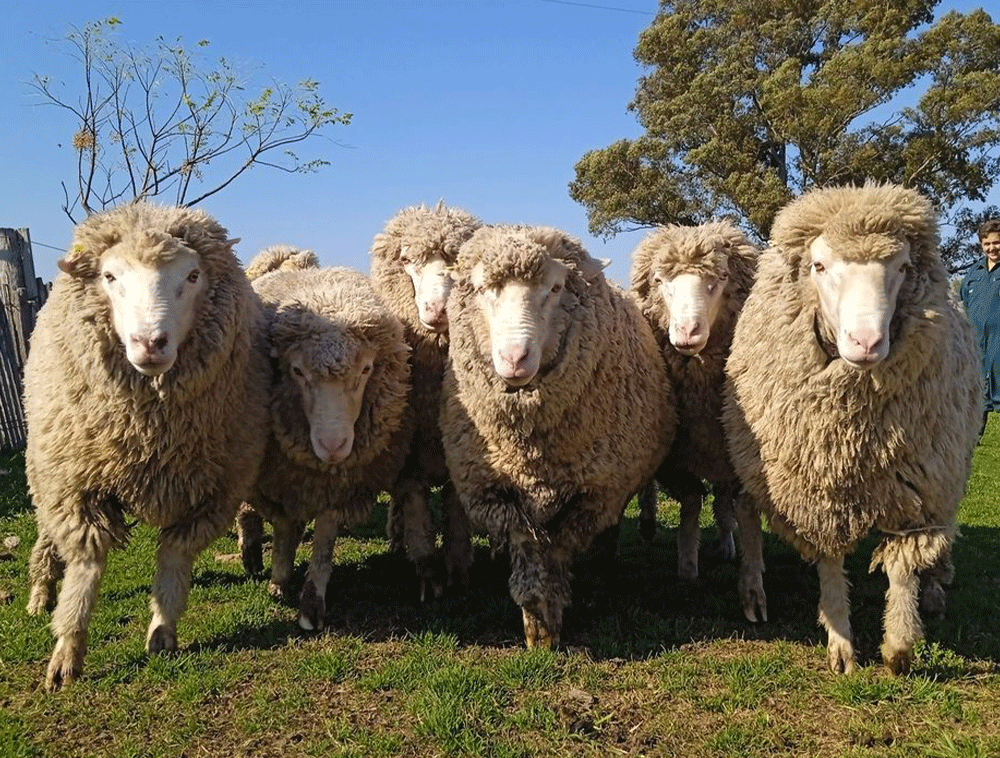 Lote-de-carneros-Merino-Dohne