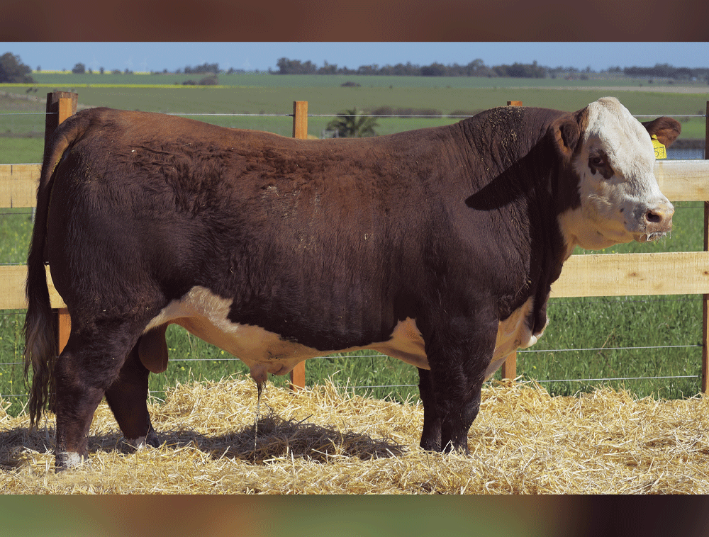 Semen-Hereford-Cuota-18