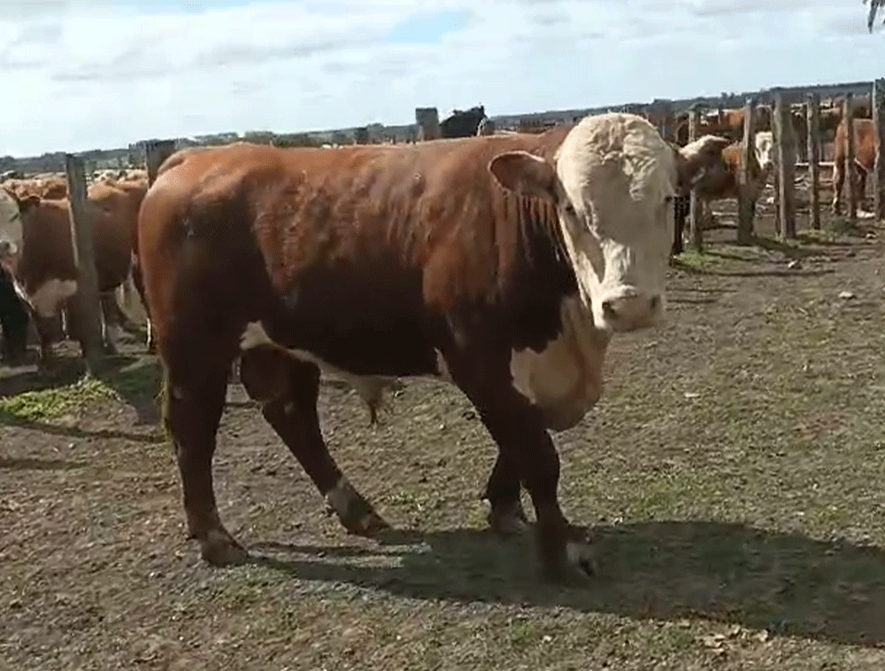 Toro-Hereford-Uruguay-3186