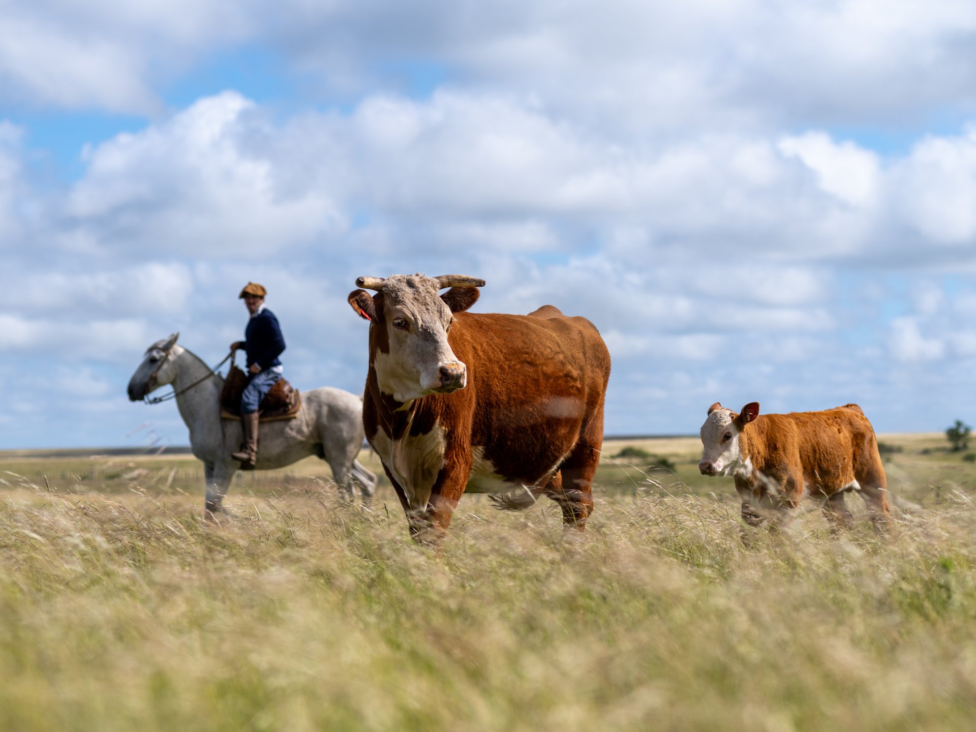 hereford carne 2