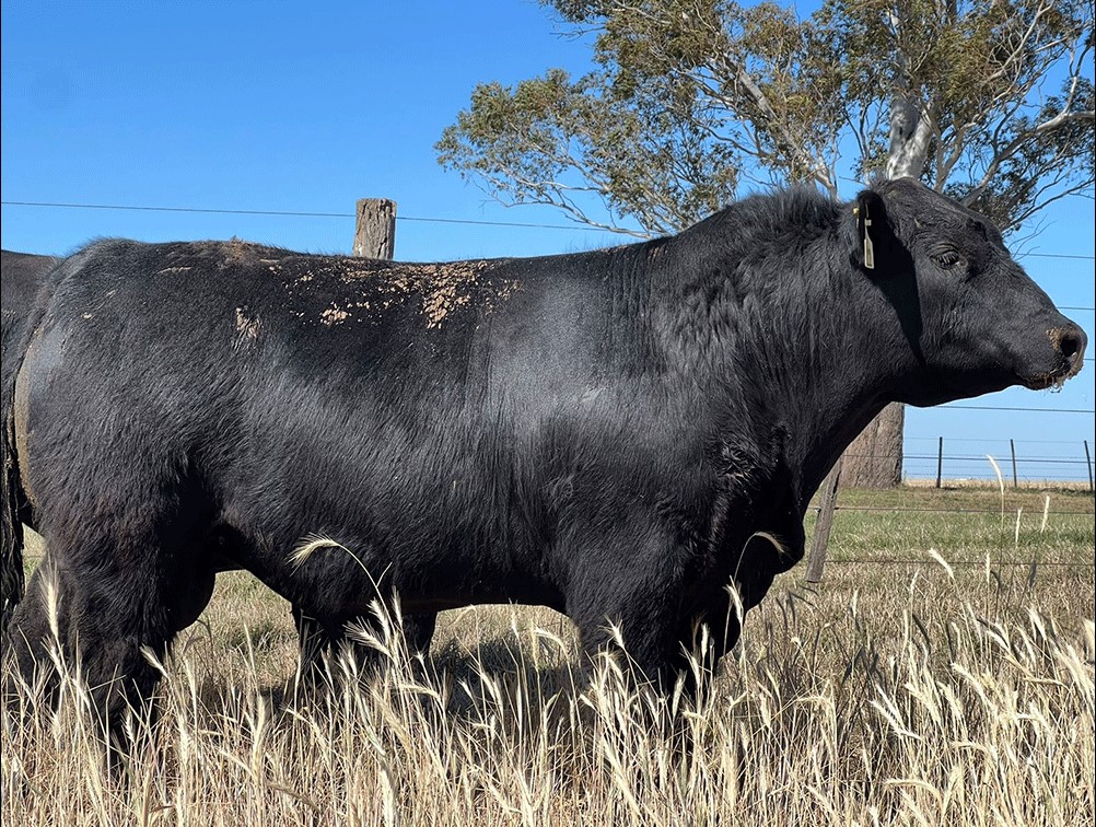 toro-angus-rp-22-san-ignacio