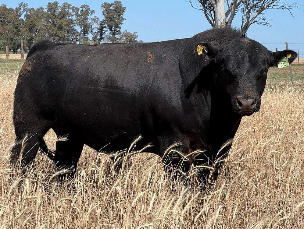 toro-angus-rp-73-san-ignacio