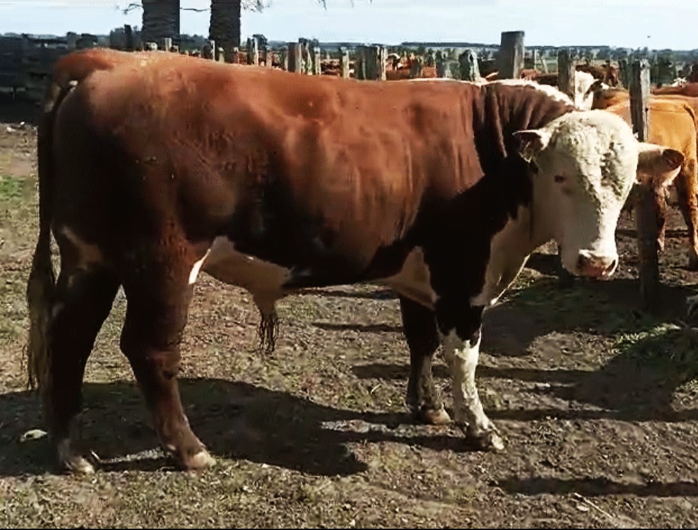 toro-hereford-uruguay-3177-el-retiro