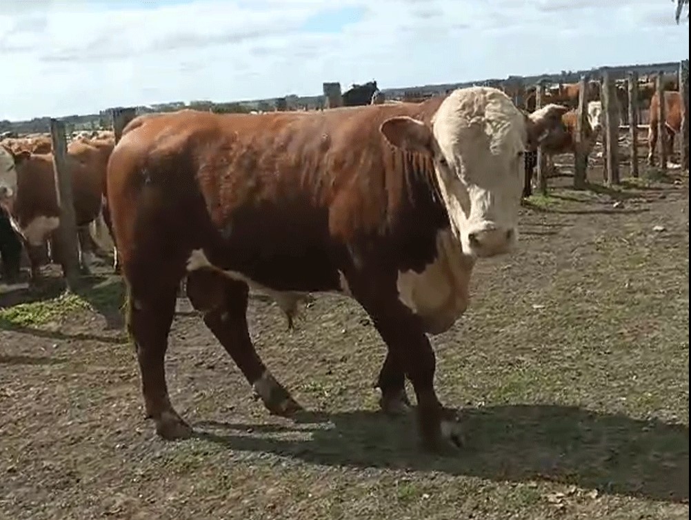 toro-hereford-uruguay-3186-el-retiro