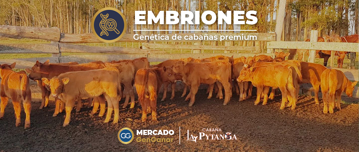 Embriones Angus Pytanga desktop