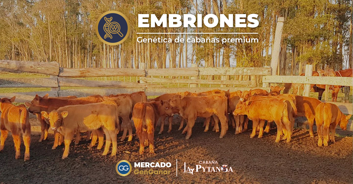 Embriones Angus Pytanga mobile