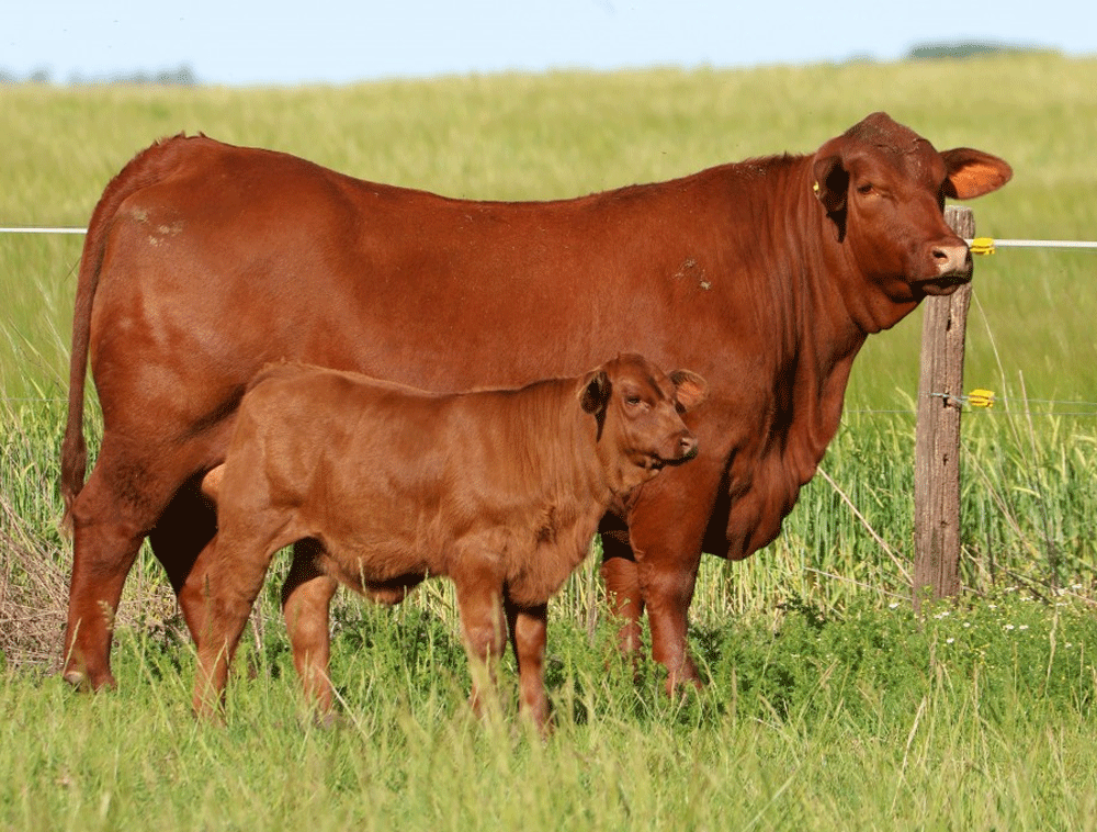 Embriones-de-la-Reina