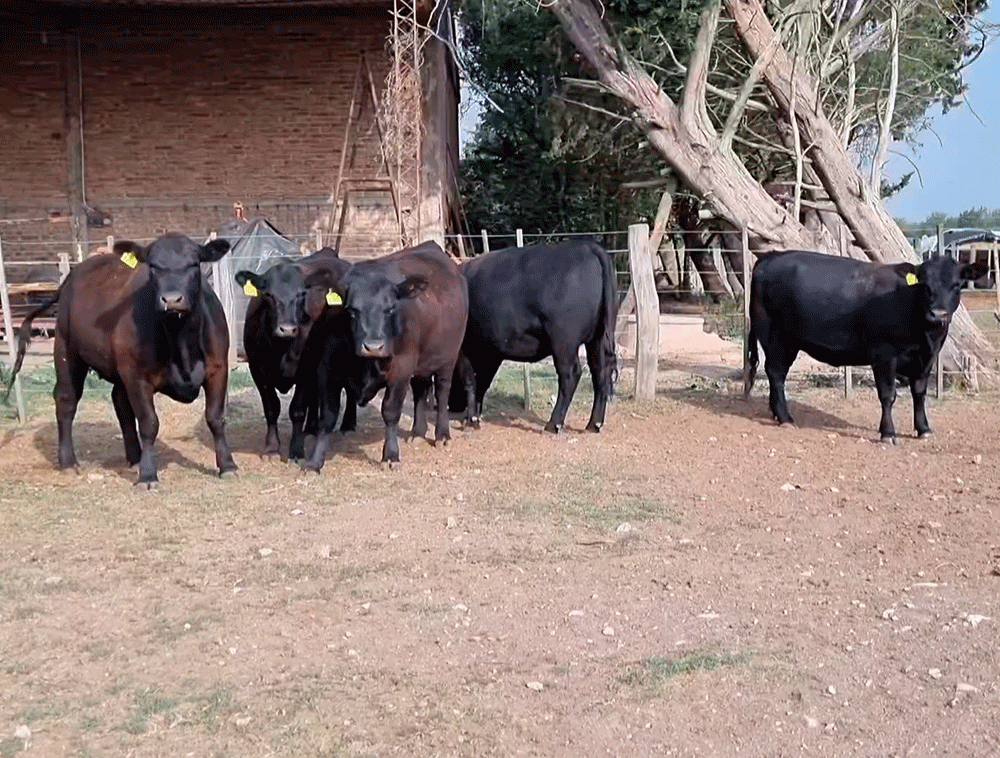 Lote-de-5-vaquillonas-Angus-PC-prenadas