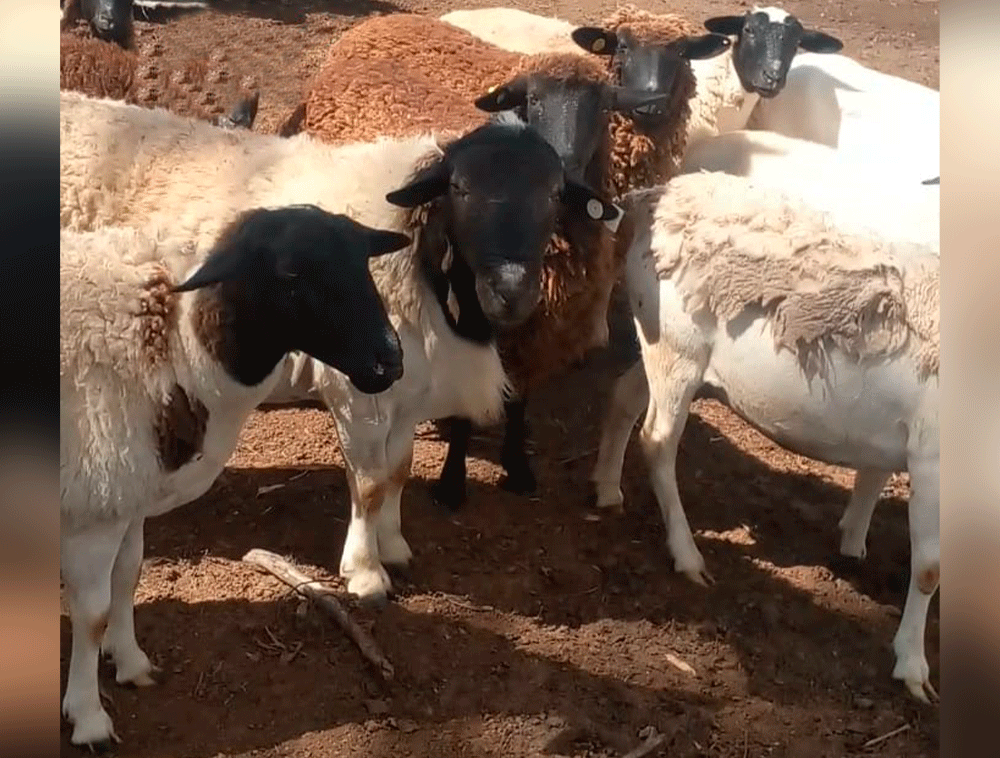 Lote-de-borregas-Dorper-Black-y-Pampinta