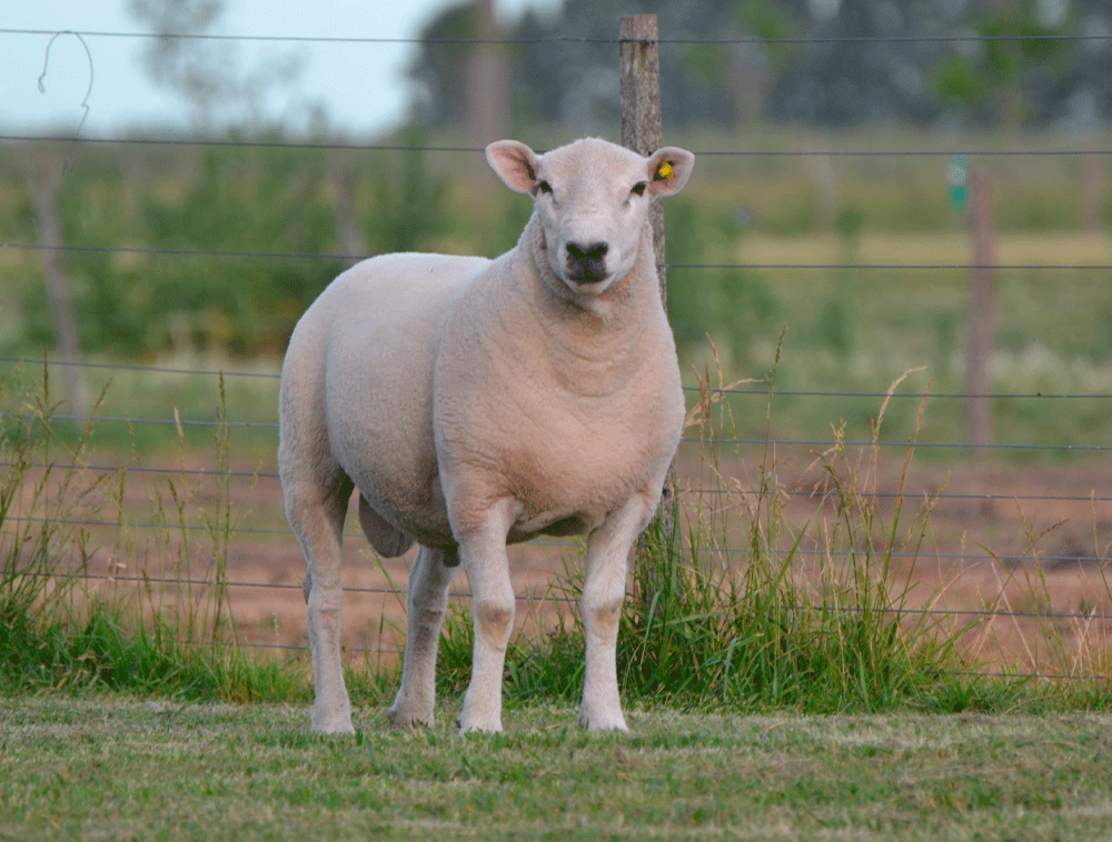 Carnero-Texel-LPR-44