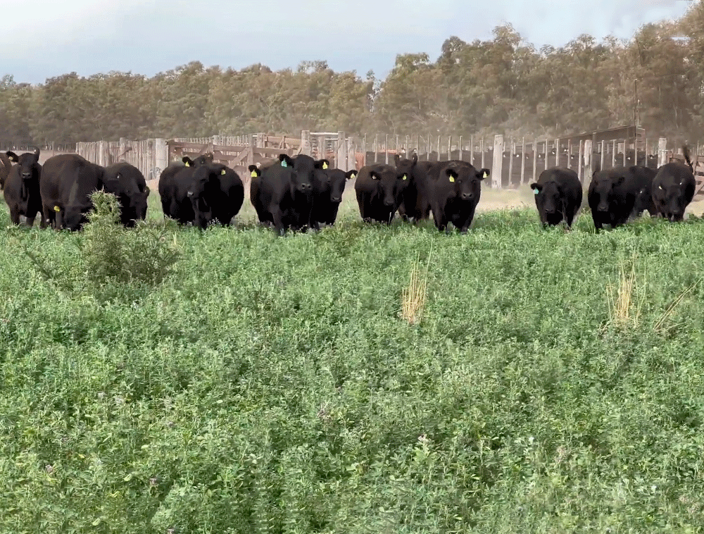 Lote-de-17-vaquillonas-Angus-prenadas