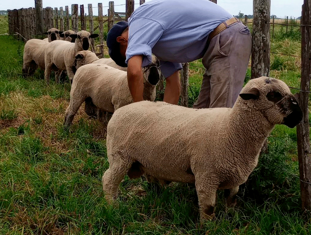 Lote-de-borregos-Hampshire-Down