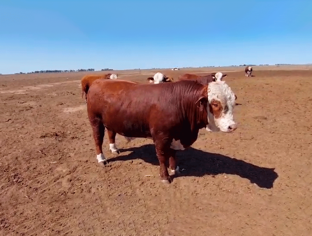 Lote-de-toros-Braford