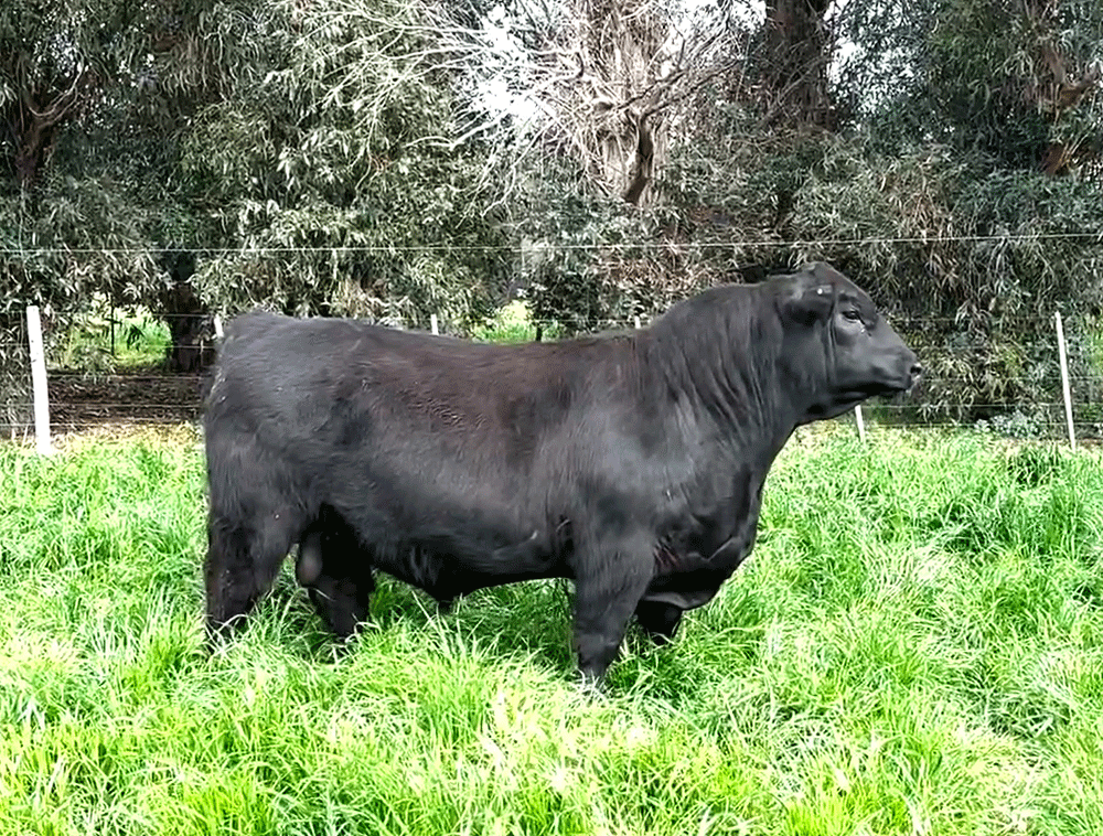 Toro-Angus-PP-Rp-187-2