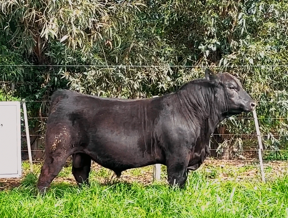 Toro-Angus-PP-Rp-203