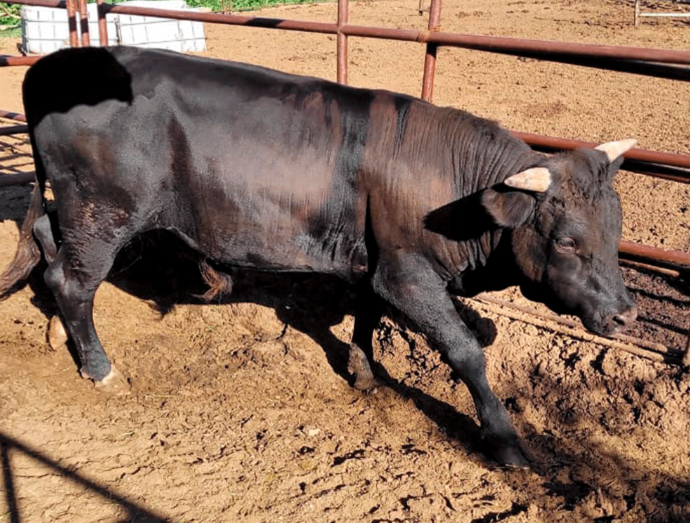 Toro-F1-Angus-x-Wagyu